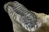Spiny Dicranurus Trilobite With Crotalocephalina #154305-14